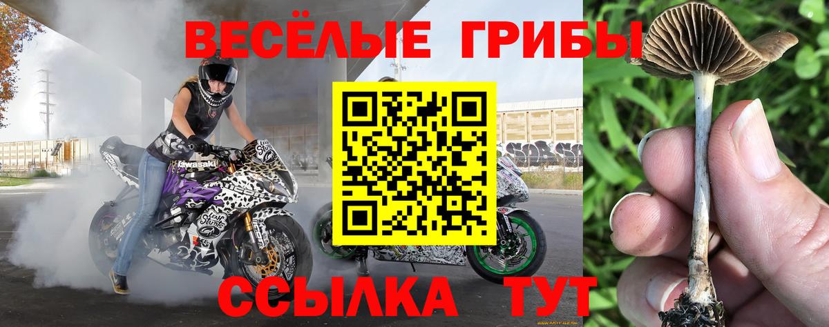 Псилоцибиновые грибы Magic Shrooms  Вход с VPN  Зерноград  Псилоцибиновые грибы мухоморы 